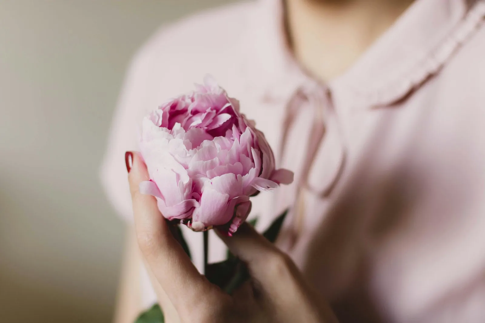 Peonía rosa sostenida en la mano